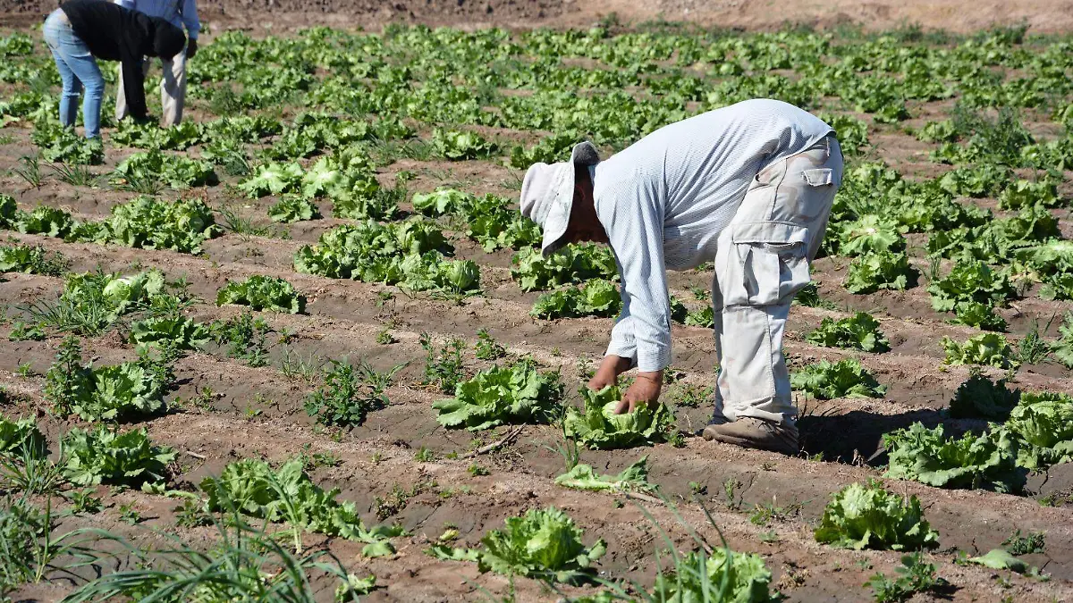 Serán más de 30 productos los que se sembrarán este ciclo en el valle